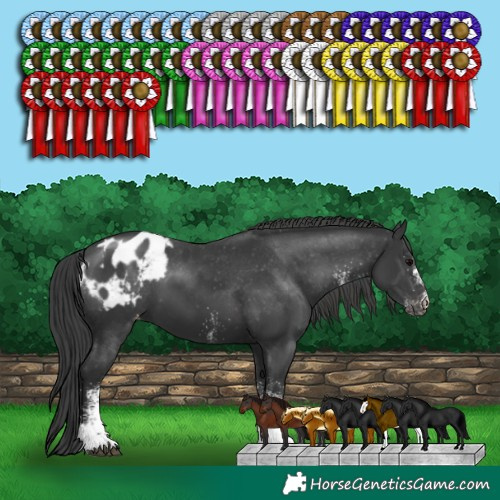 Horse Color:White Spotted Black Appaloosa