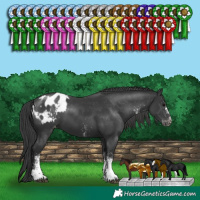 Horse Color:White Spotted Black Appaloosa 