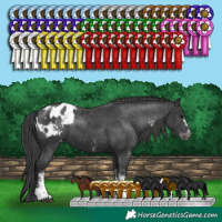 Horse Color:White Spotted Black Appaloosa 