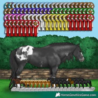 Horse Color:White Spotted Black Blanket 