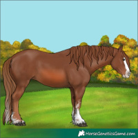 Horse Color:Chestnut Sabino Splash
