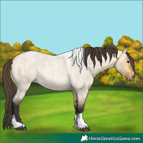 Horse Color:Buckskin Roan Dun Tobiano 