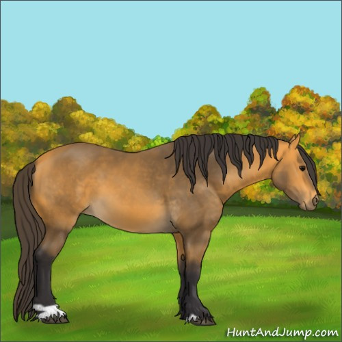 Horse Color:Buckskin 