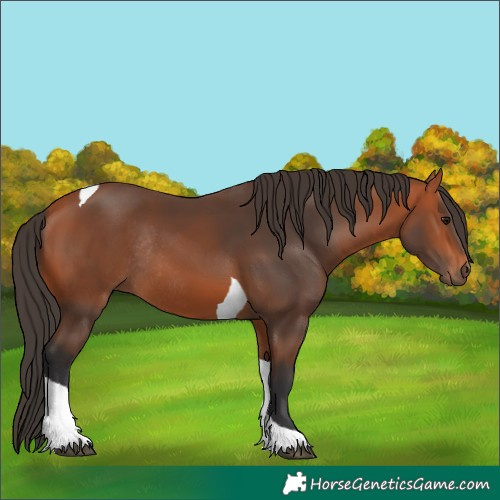 Horse Color:Bay Tobiano Rabicano 