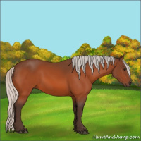 Horse Color:Silver Bay 