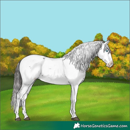 Horse Color:Liver Chestnut Frame 