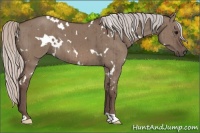 Horse Color:White Spotted Silver Grullo Brindle 