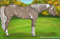 Horse Color:White Spotted Silver Grullo Tobiano Brindle 