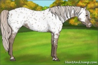 Horse Color:White Spotted Silver Grullo Appaloosa Brindle 