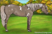 Horse Color:White Spotted Silver Grullo Brindle 