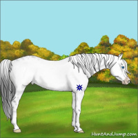 Horse Color:Black Frame 