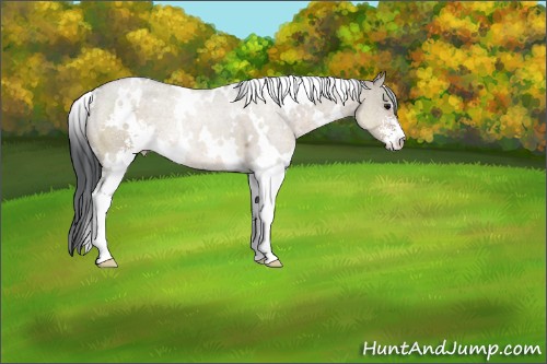 Horse Color:White Spotted Brown Dun Sabino 