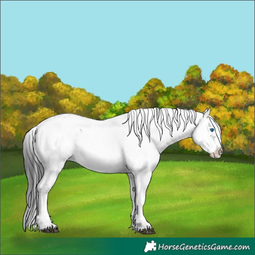 Horse Color:Blue Roan Frame 