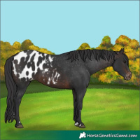 Horse Color:Brown Appaloosa Rabicano