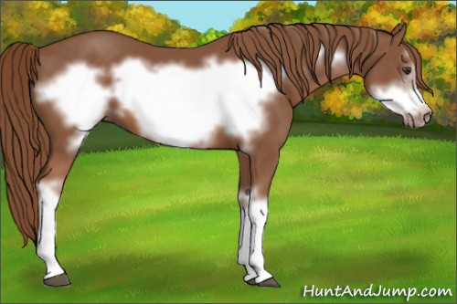 Horse Color:Chestnut Frame 