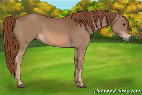 Horse Color:Chestnut 