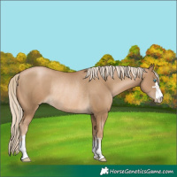 Horse Color:Chocolate Palomino Pearl Rabicano