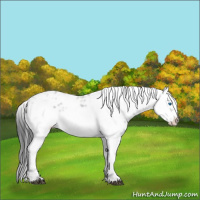 Horse Color:Black Frame 