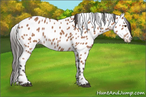 Horse Color:Bay Leopard Rabicano