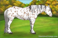 Horse Color:Bay Leopard Rabicano 