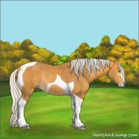 Horse Color:Silver Buckskin Sabino Tobiano Rabicano 