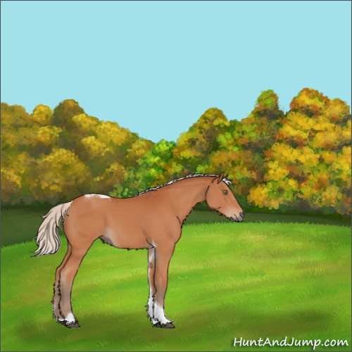 Horse Color:Silver Bay Sabino Tobiano Rabicano 