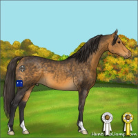 Horse Color:Buckskin 