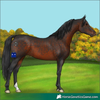 Horse Color:Brown 