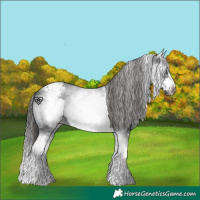 Horse Color:White Spotted Black Splash Frame Appaloosa 