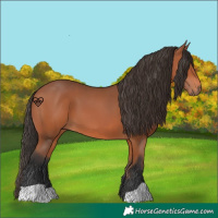 Horse Color:Bay 