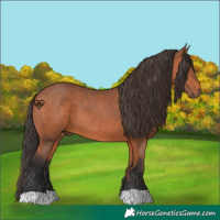 Horse Color:Bay 