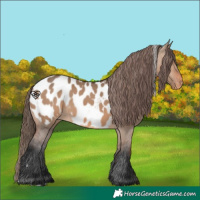 Horse Color:White Spotted Brown Dun Blanket