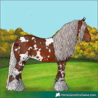Horse Color:White Spotted Silver Bay 