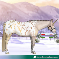 Horse Color:Amber Champagne Appaloosa Rabicano 