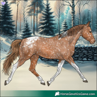 Horse Color:Chestnut Tobiano Appaloosa 