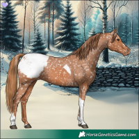 Horse Color:Chestnut Tobiano Appaloosa