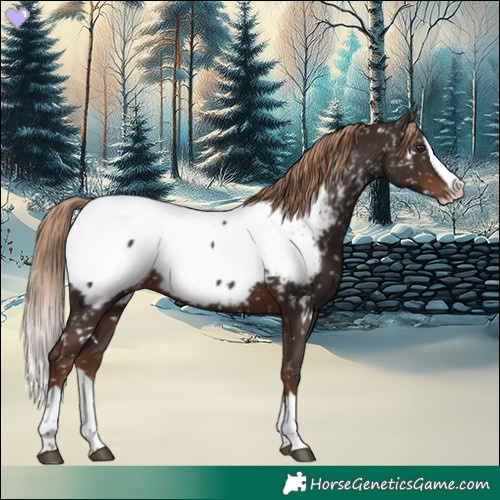 Horse Color:Liver Chestnut Splash Snowcap