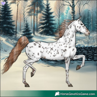 Horse Color:Liver Chestnut Near Leopard 