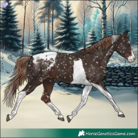 Horse Color:Liver Chestnut Splash Tobiano Appaloosa