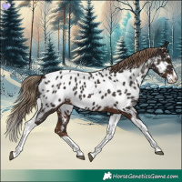 Horse Color:Liver Chestnut Splash Tobiano Appaloosa 