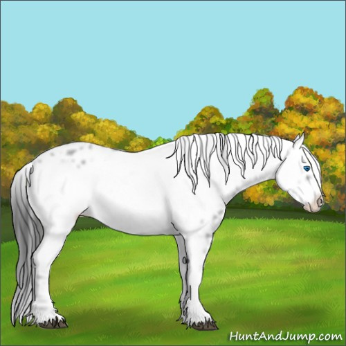 Horse Color:Liver Chestnut Frame
