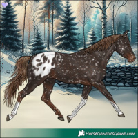 Horse Color:Liver Chestnut Tobiano Appaloosa 