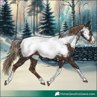 Horse Color:Liver Chestnut Splash Tobiano Appaloosa