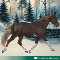 Horse Color:Liver Chestnut Tobiano