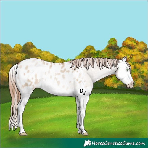 Horse Color:Brown Pearl Dun Splash Appaloosa 