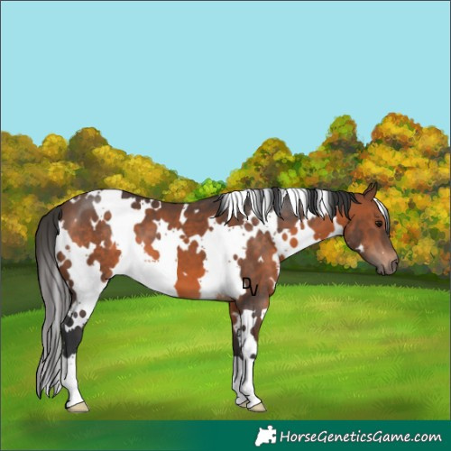 Horse Color:White Spotted Brown 