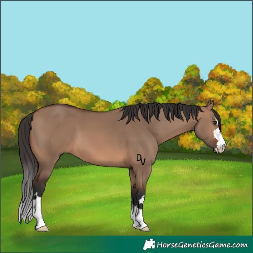 Horse Color:Brown Dun 