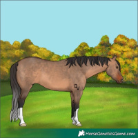 Horse Color:Brown Dun 