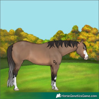 Horse Color:Brown Dun 