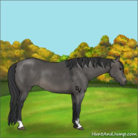 Horse Color:Grullo Sabino 